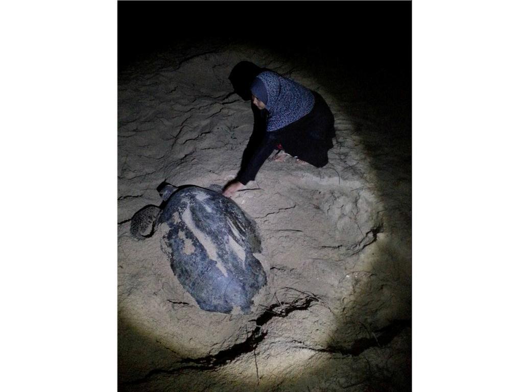 Pandan Laut Beach Resort Kampung Penarik Eksteriør billede